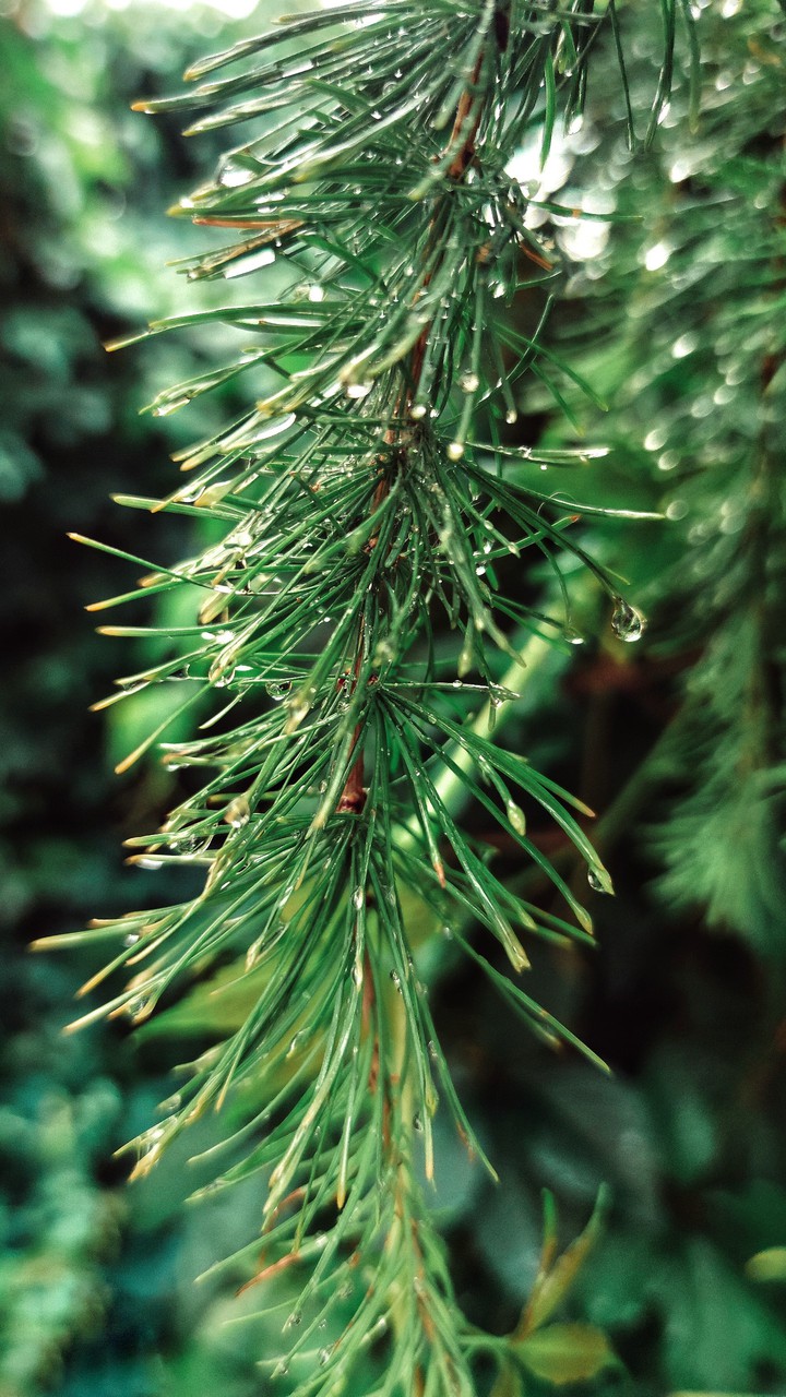 Raindrops on fir needles