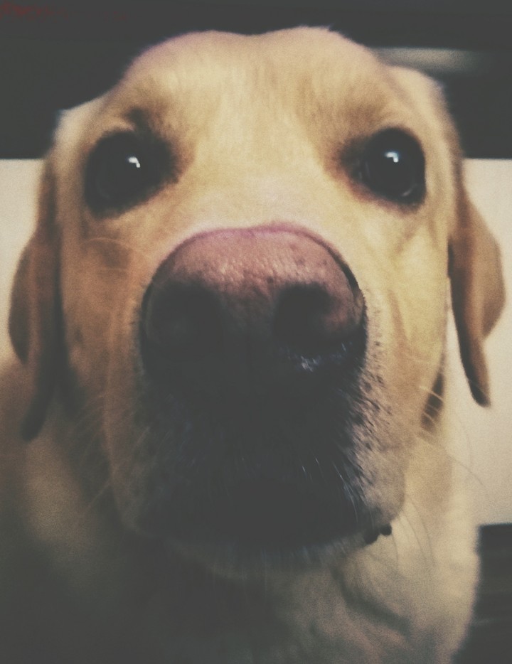 Labrador