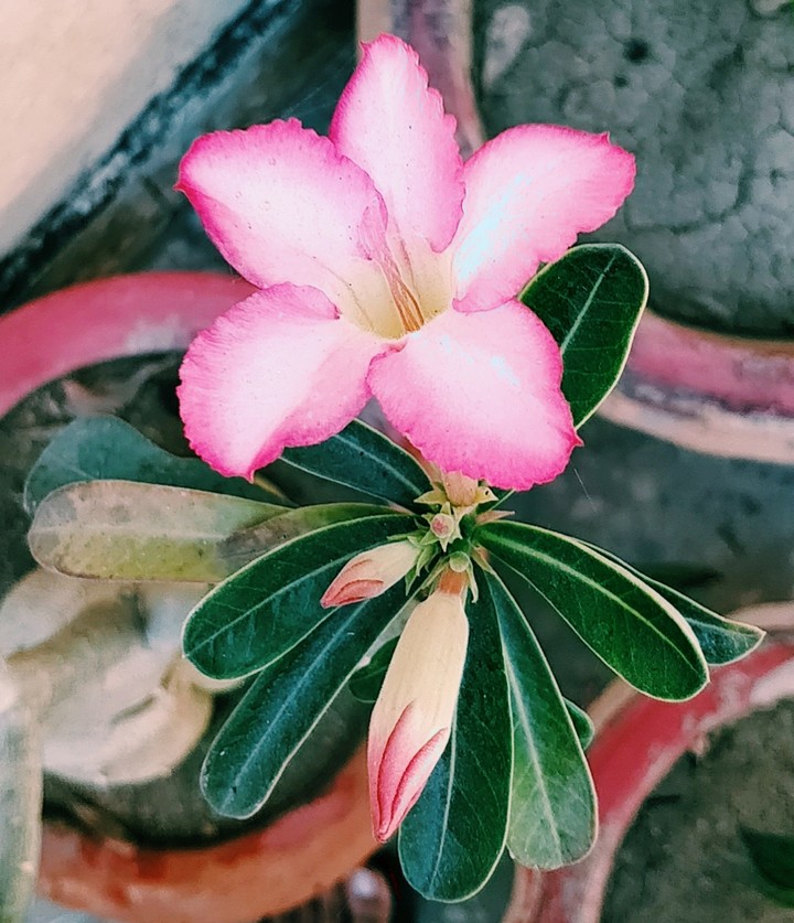 inflorescence