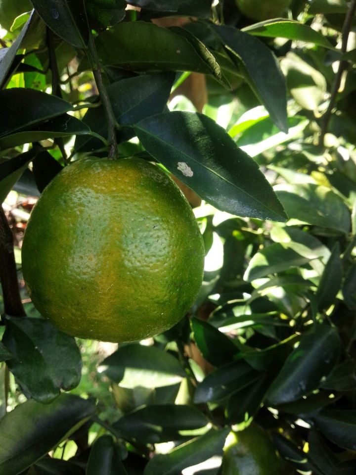 Green Orange.