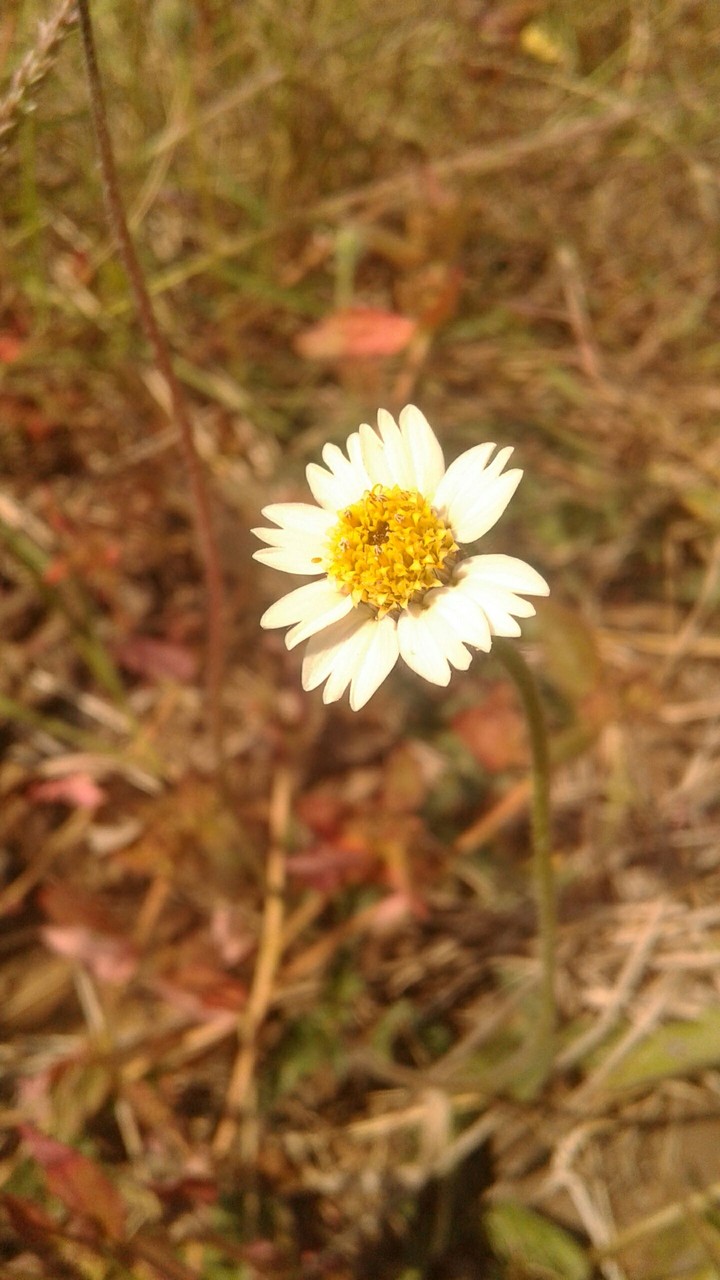 nice sunflower