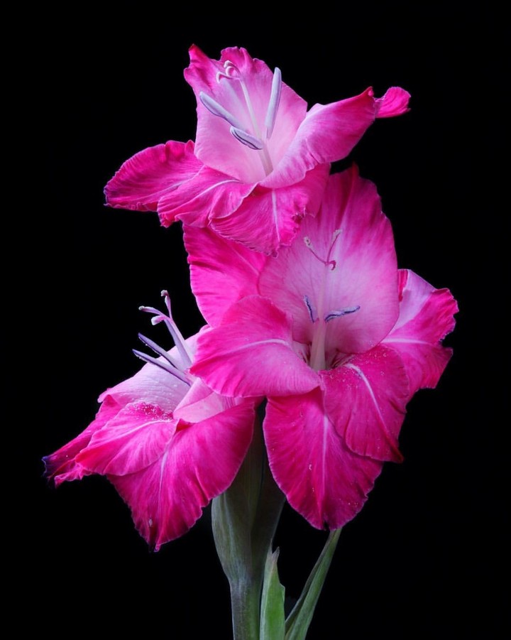 gladiolus