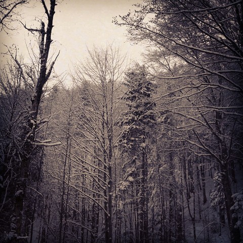 Winter forest