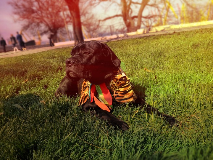 ma doggy)