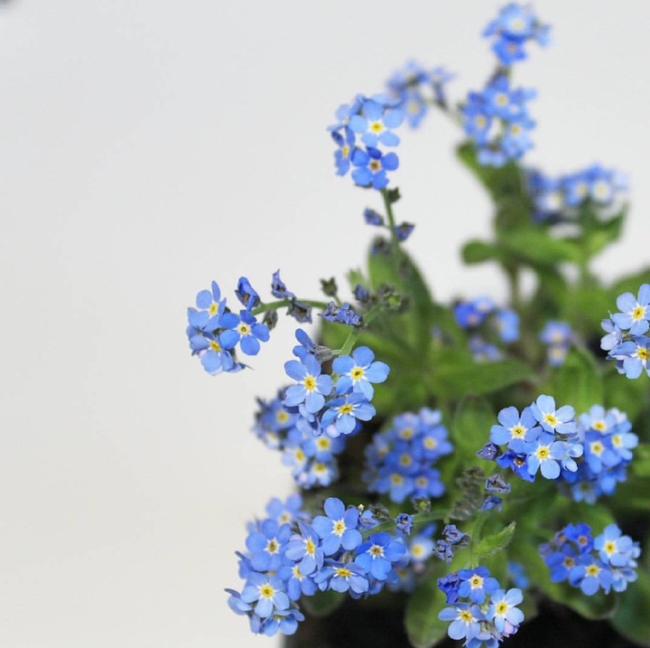 Forget-me-not