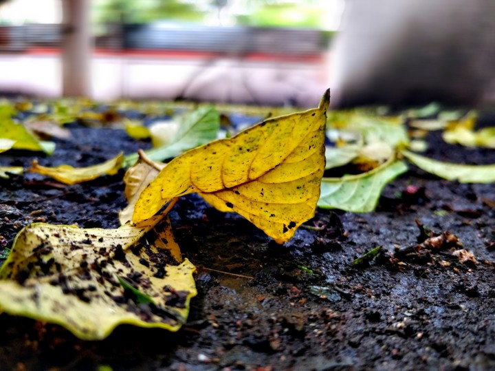 falling leaf