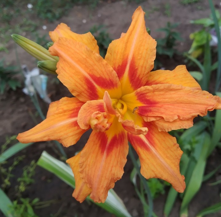 Orange flower