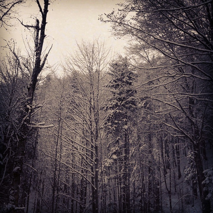 Winter forest