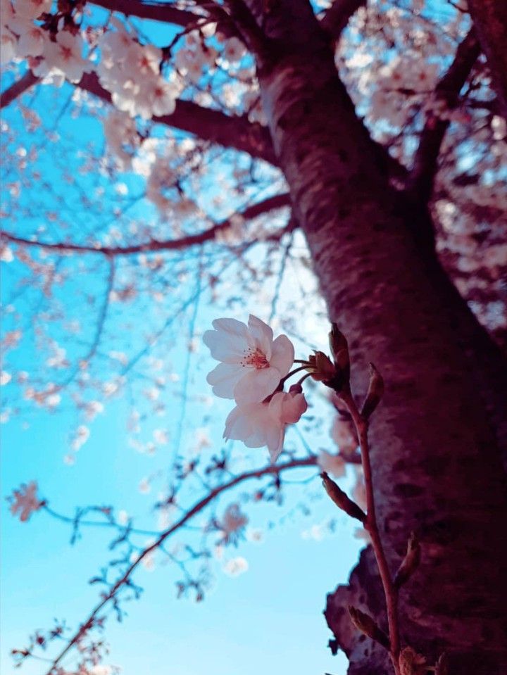 벚꽃