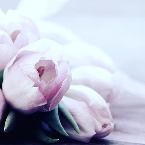 tulip