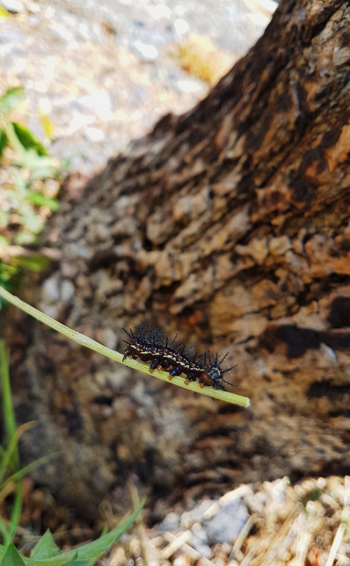 Caterpillar