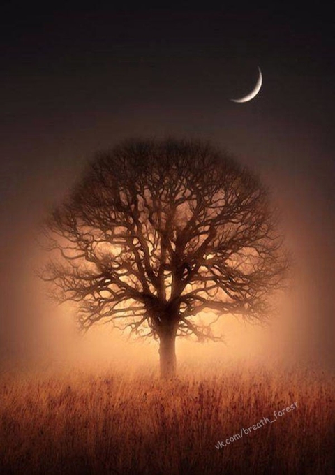 papéis de parede phenomenon, tree