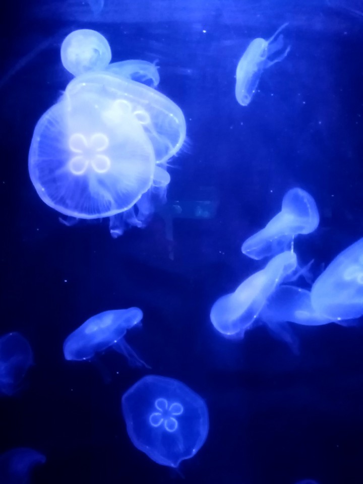 jelly fish