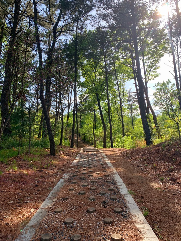 a pine grove