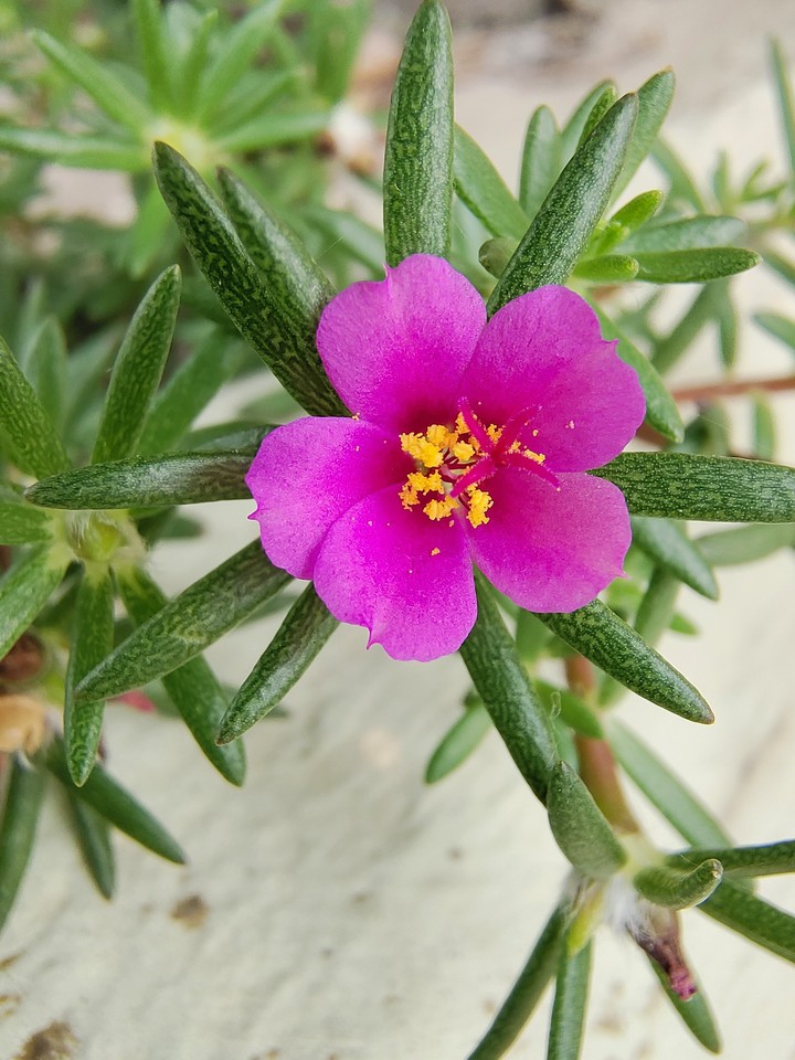 little Pink Flower ???