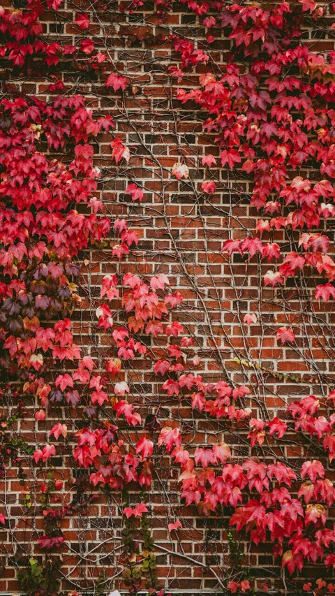 muro florido