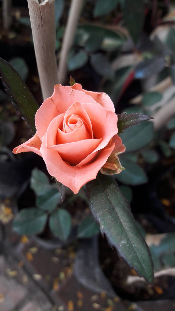 roses