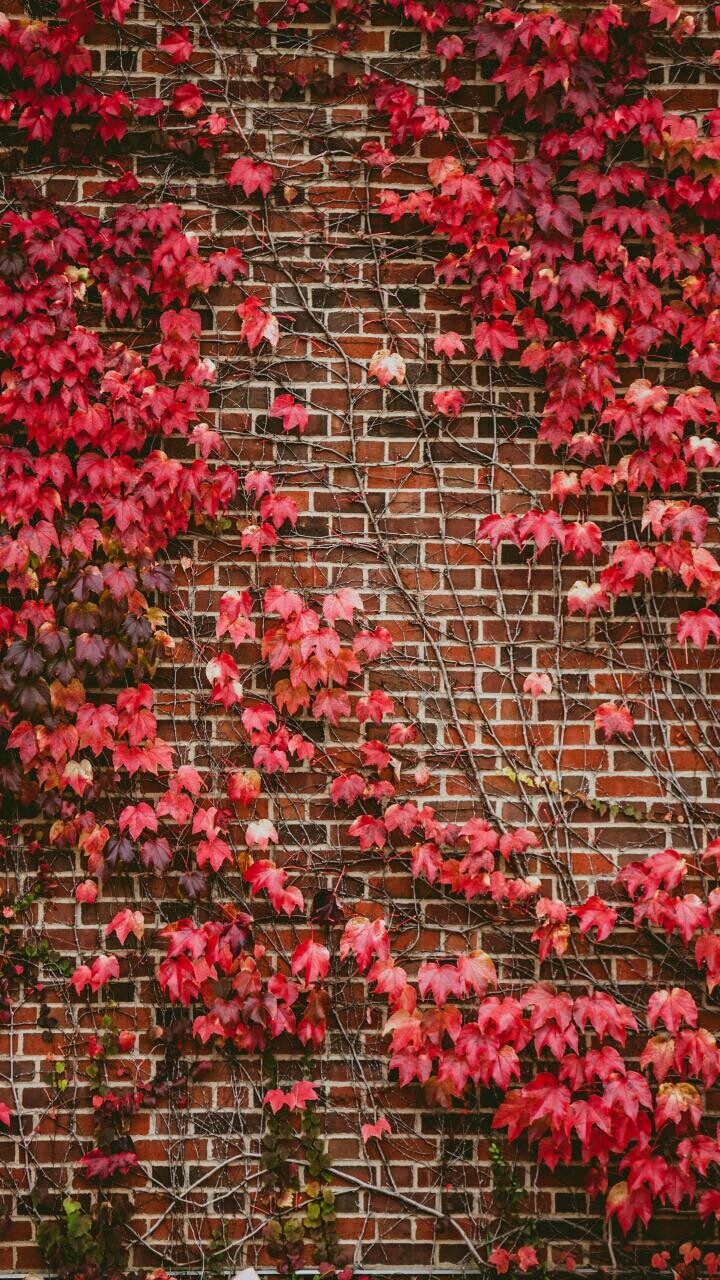 muro florido