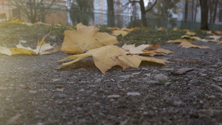 leafs