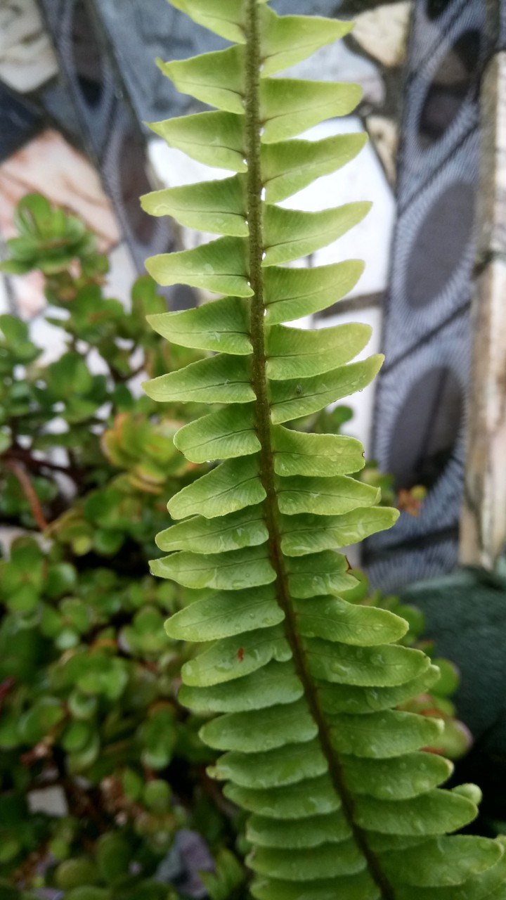 Natureza