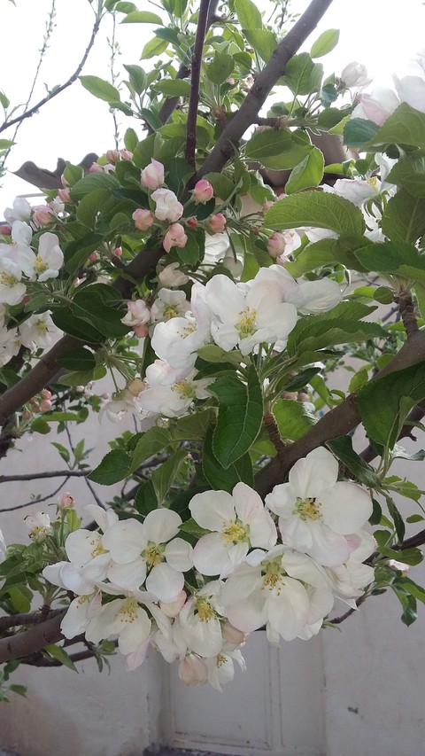 spring