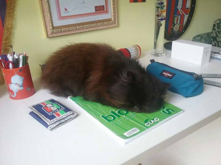 cat