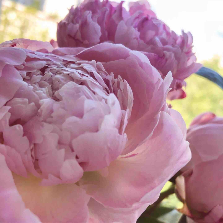 peony flower