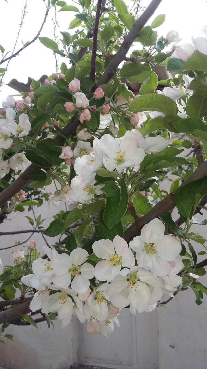 spring