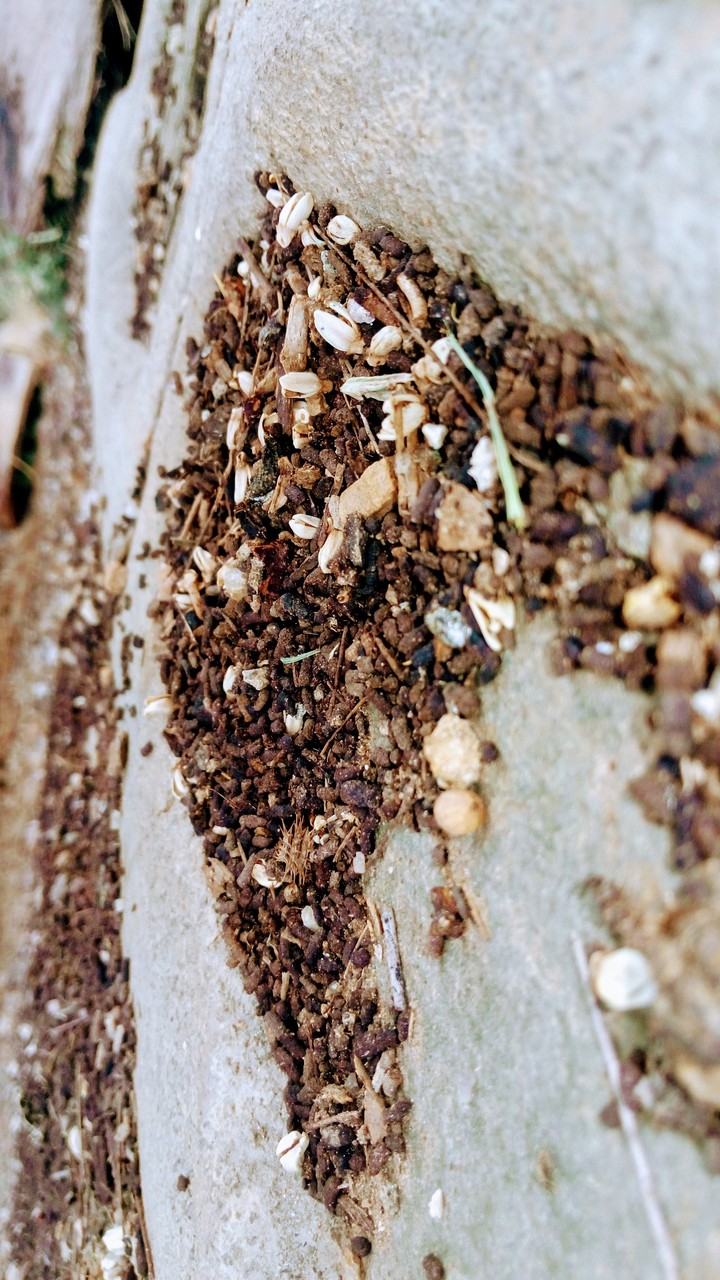 Pebbles and dry weather of ?