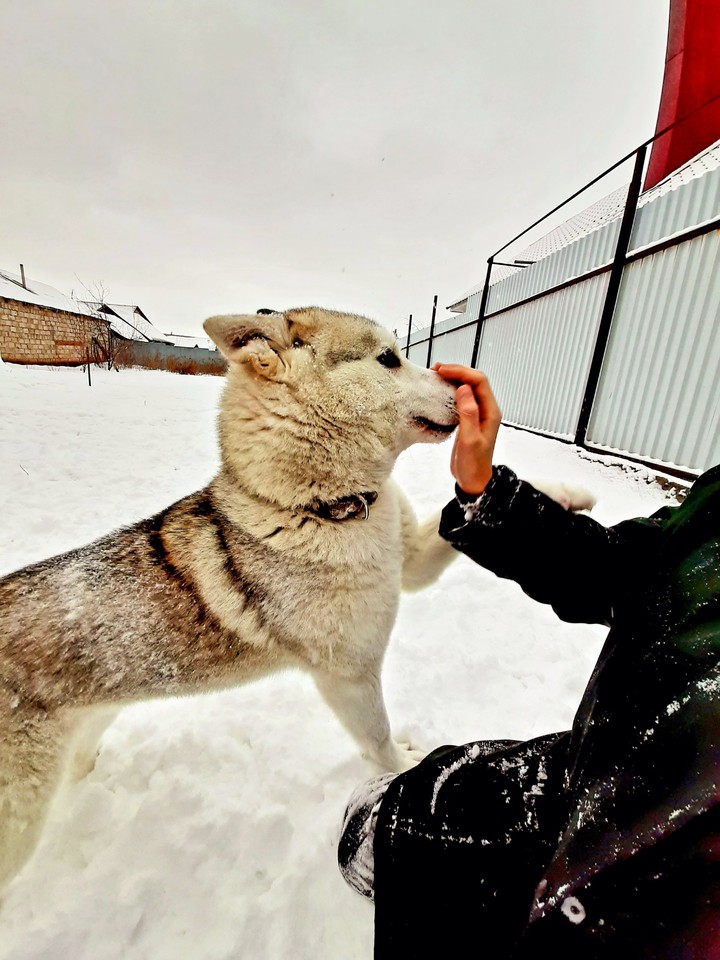 husky Laska