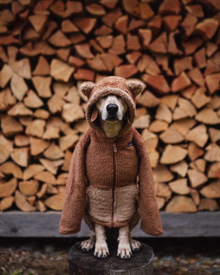 dog