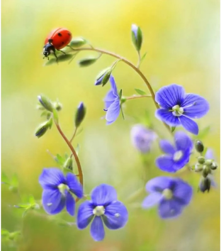 ladybug