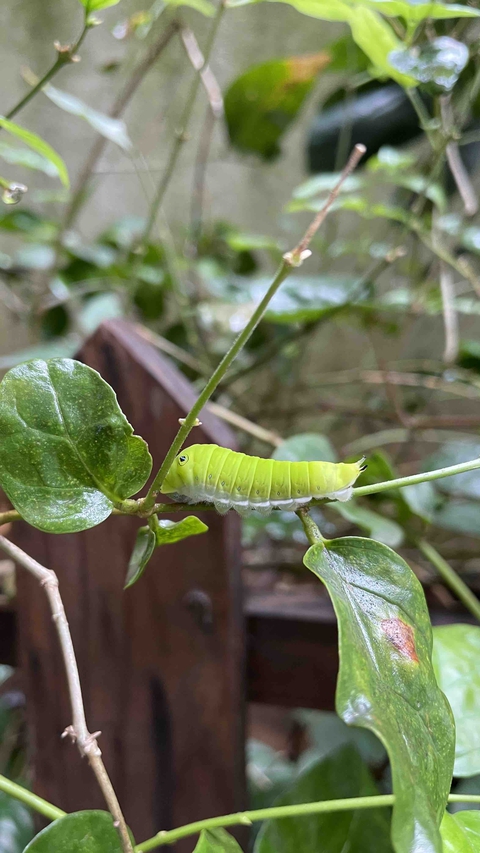 caterpillar