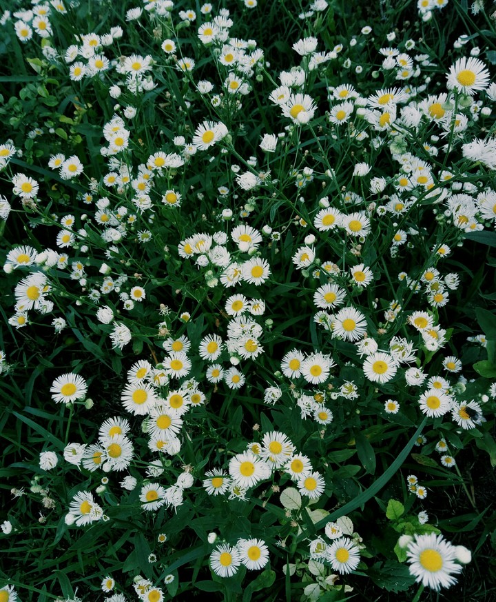 daisy.