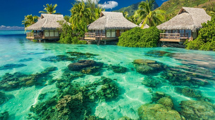 Tropical Wallpaper
