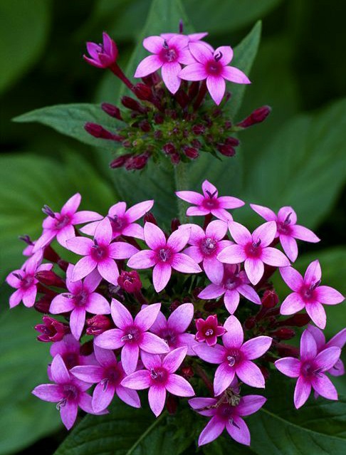 Flower Garden