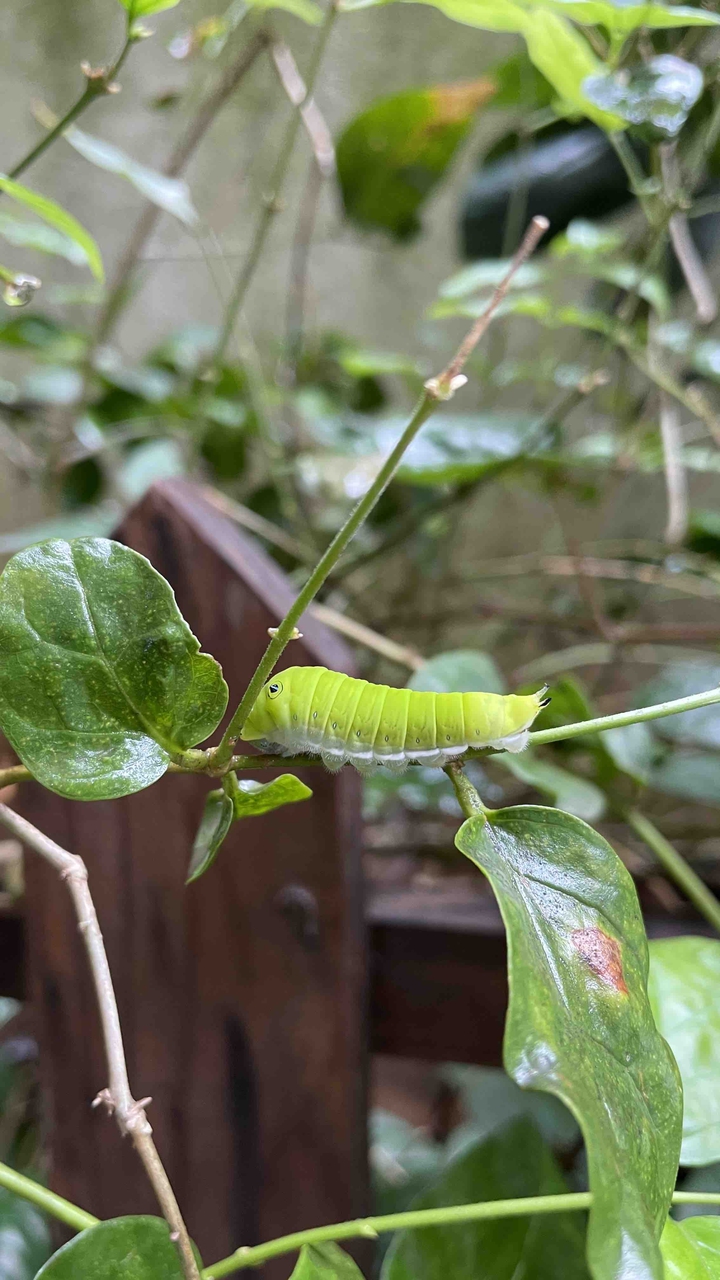 caterpillar