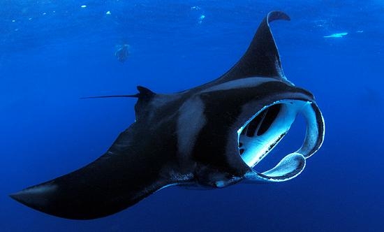 Manta, Sangalaki - Derawan, Berau Indonesia