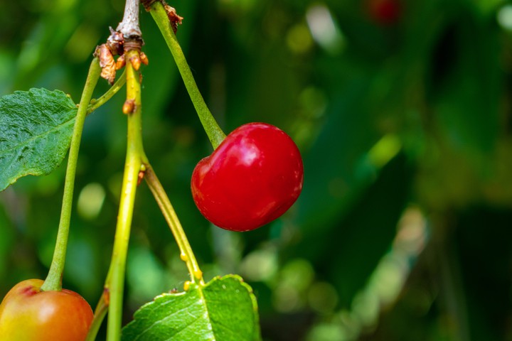 Cherry