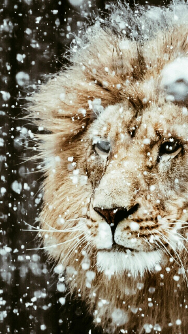 Snowny lion