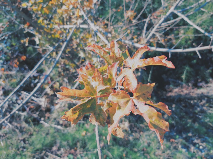 Autumn on his way