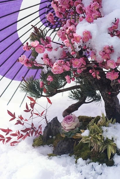 early plum blossoms covered in snow