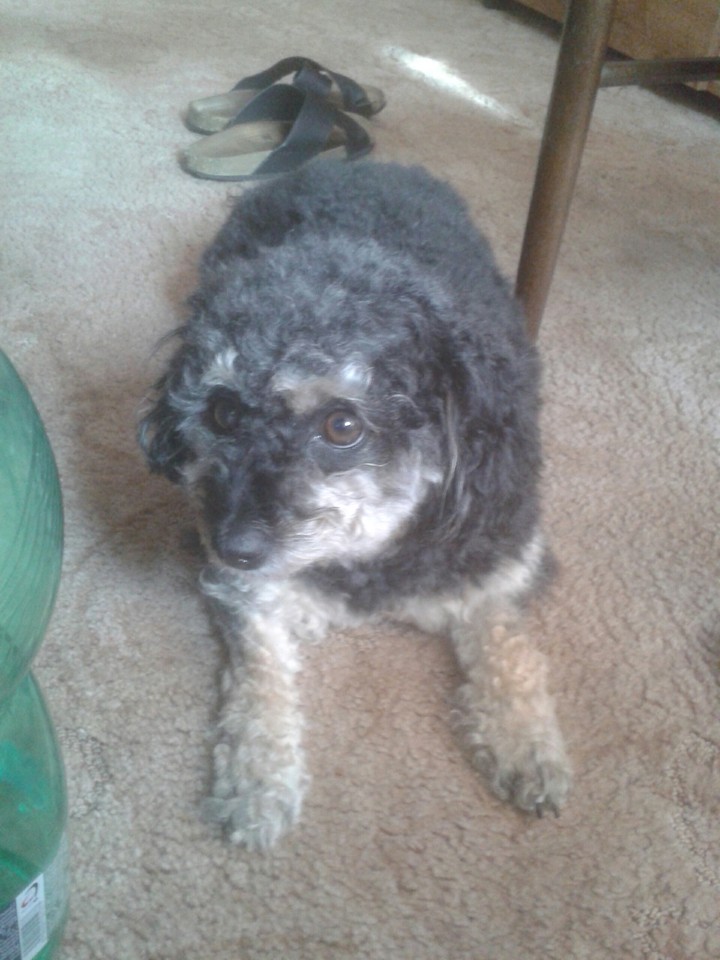 dog :)
