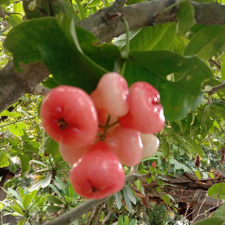 lovely fruit