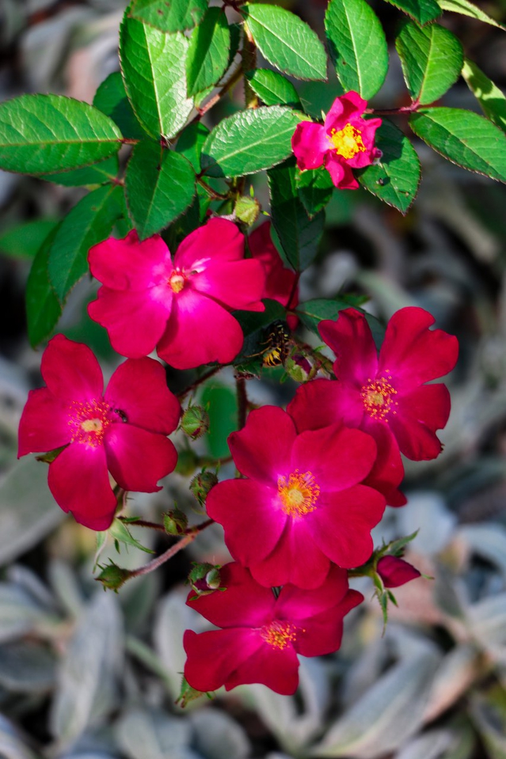 pink flowers