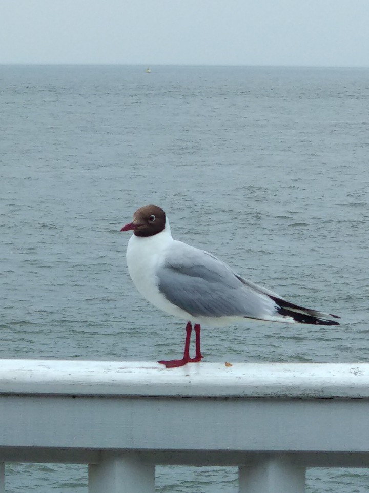 Möwe