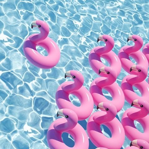 flamingo