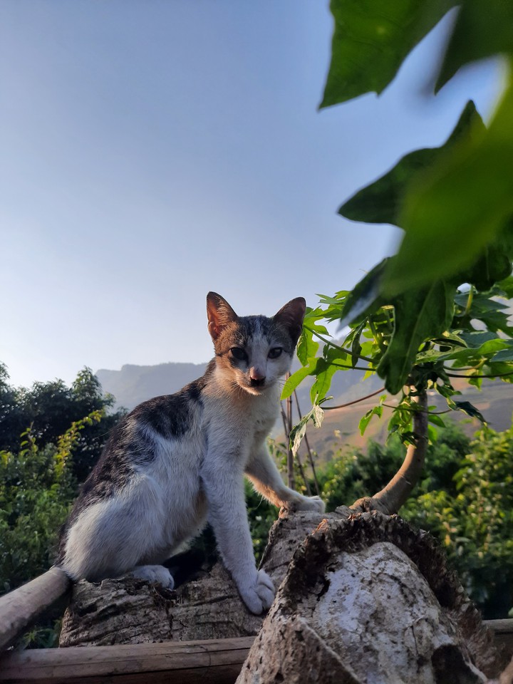My cat