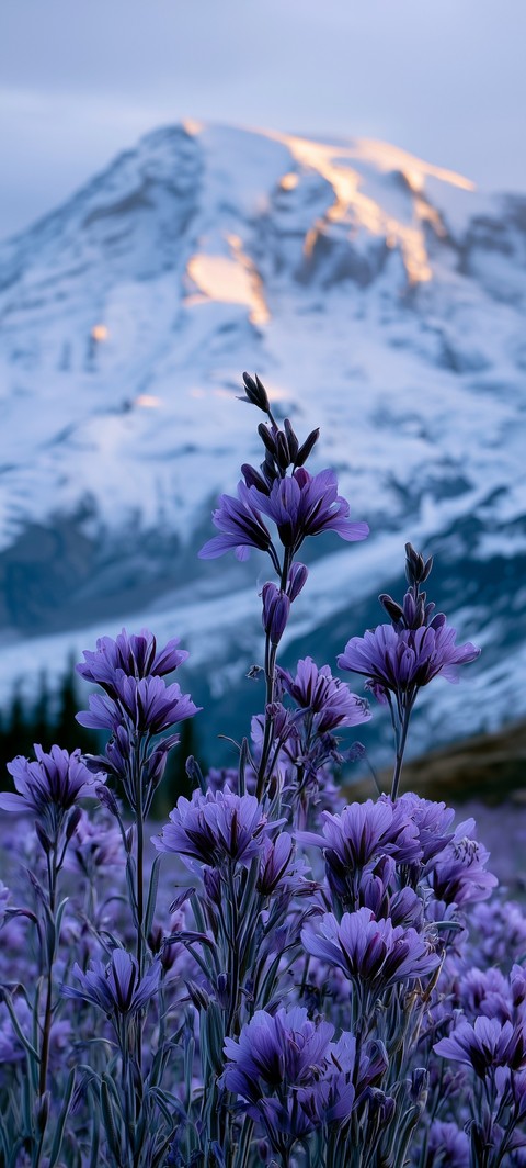 flower, mountain wallpapers