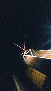 huge walking stick